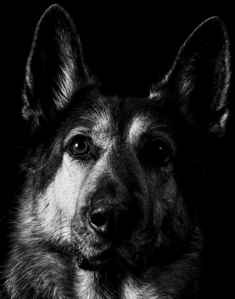 new light pictures team NERO